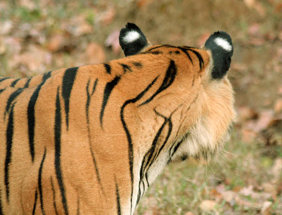 Back of tiger ear markings